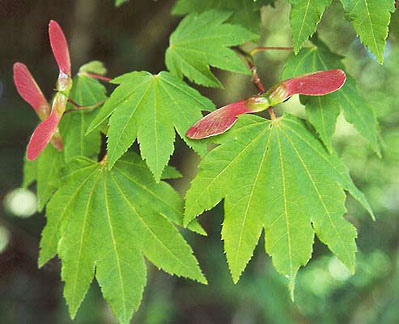 acer circinatum 2 graphic